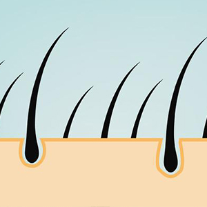 Higher Rate of Follicle Survival