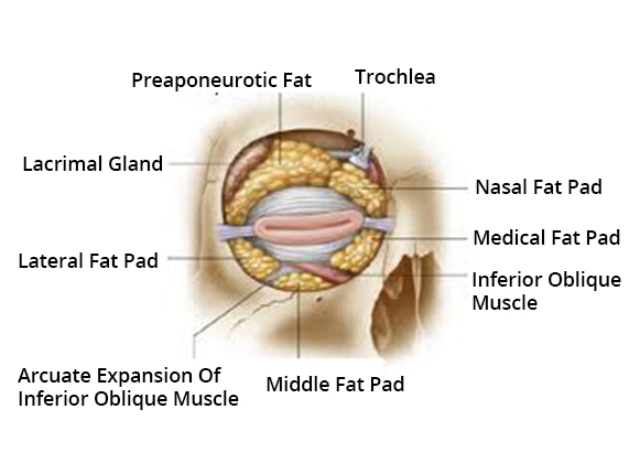 nasal