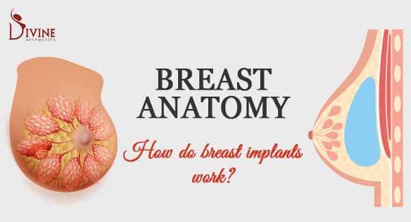 Anatomy of a Breast - How do Breast Implants Work